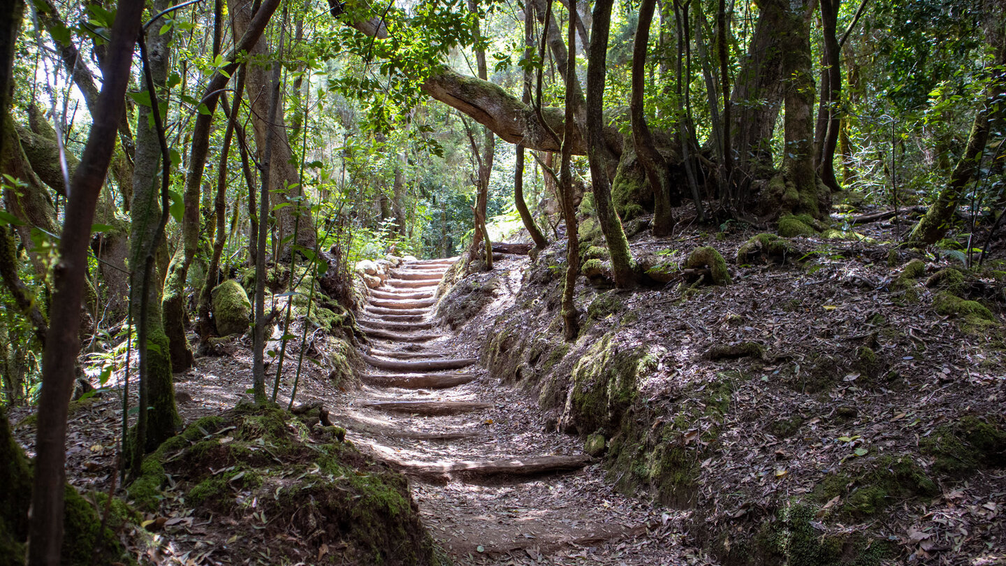 Wanderweg über Holzstufen durch die Cedro-Schlucht Wanderweg über Holzstufen durch die Cedro-Schlucht