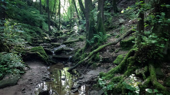der Flursbach in der Margarethenschlucht bei Neckargerach