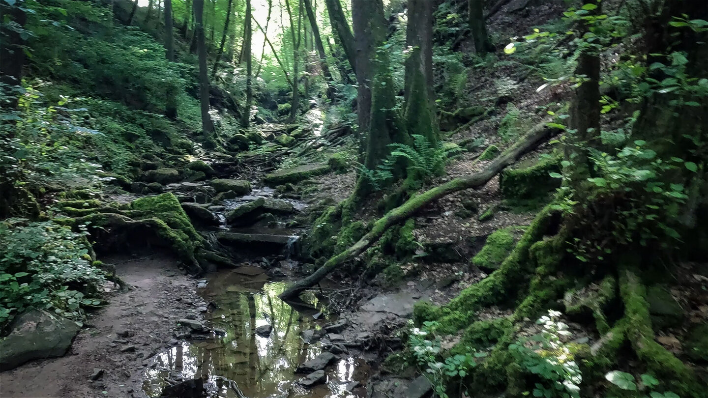 der Flursbach durchfließt die Margarethenschlucht bei Neckargerach der Flursbach in der Margarethenschlucht bei Neckargerach