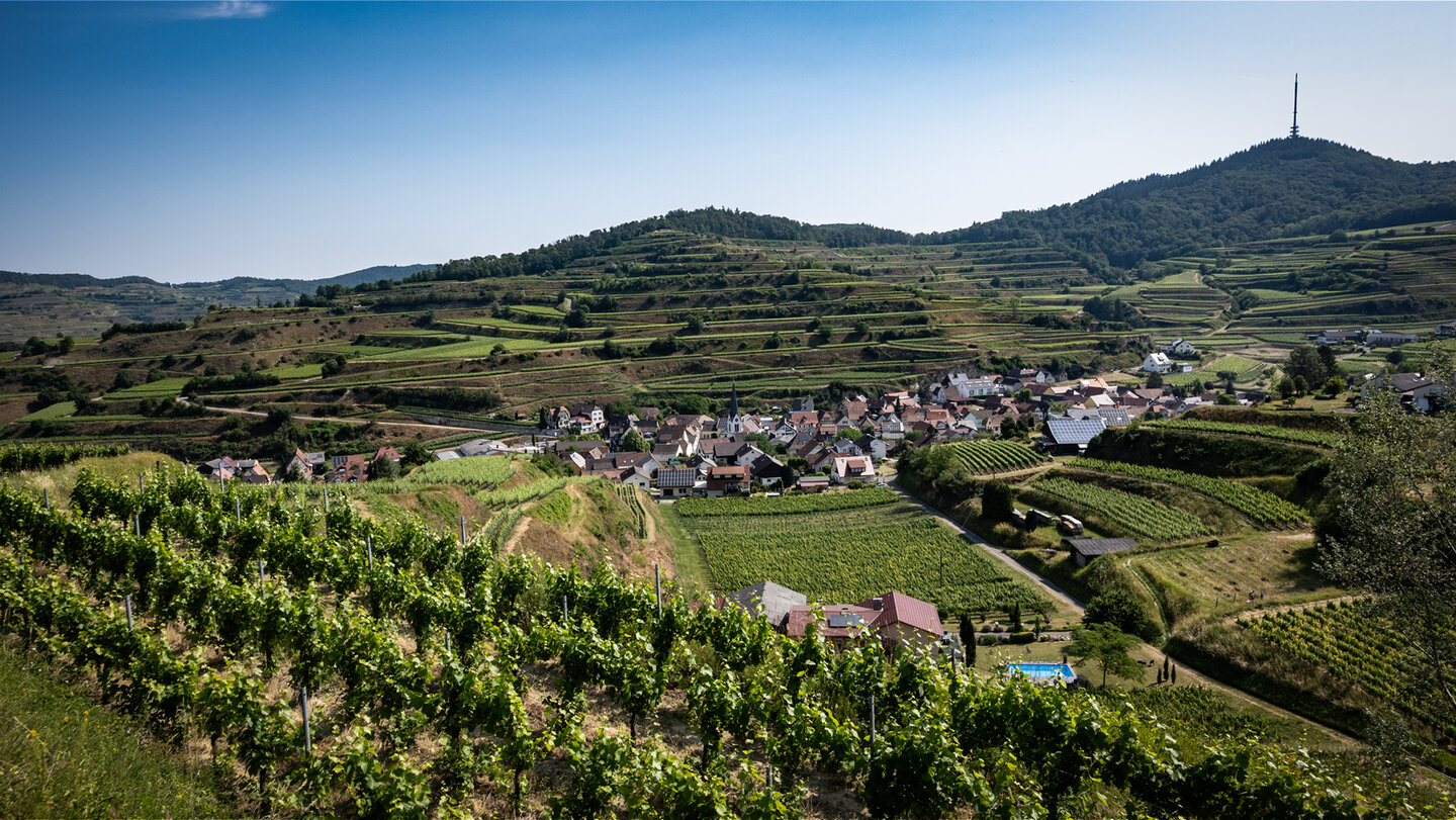 Ausblick während der Rundwanderung auf Bickensohl am Kaisestuhl