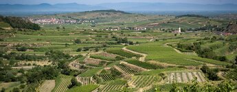 Panorama über die Weinberge am Kaiserstuhl bis hin zu den Vogesen im Elsass
