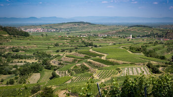 Panorama über die Weinberge am Kaiserstuhl bis hin zu den Vogesen im Elsass