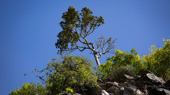 ein Baum auf den Felsvorsprüngen über dem Mare Aux Joncs
