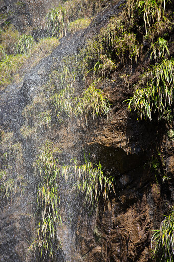 Vegetation auf dem immer feuchten Felsen am Mare Aux Joncs Wasserfall