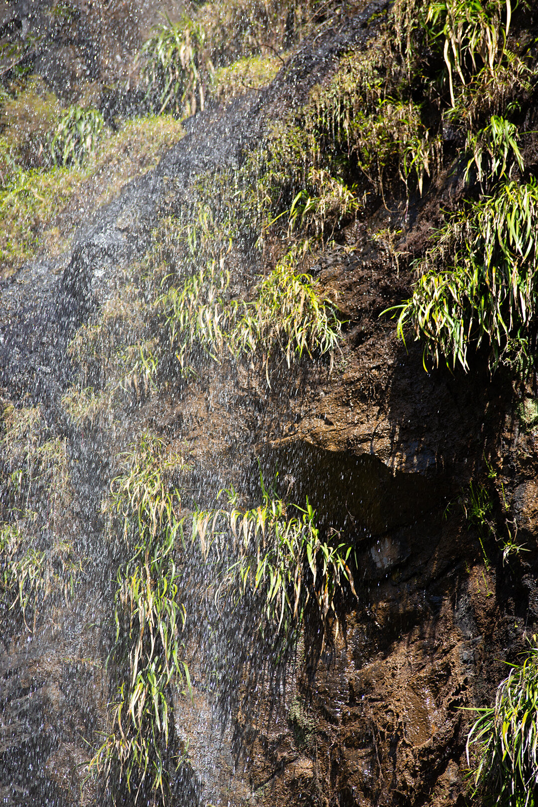 Vegetation auf dem immer feuchten Felsen am Mare Aux Joncs Wasserfall