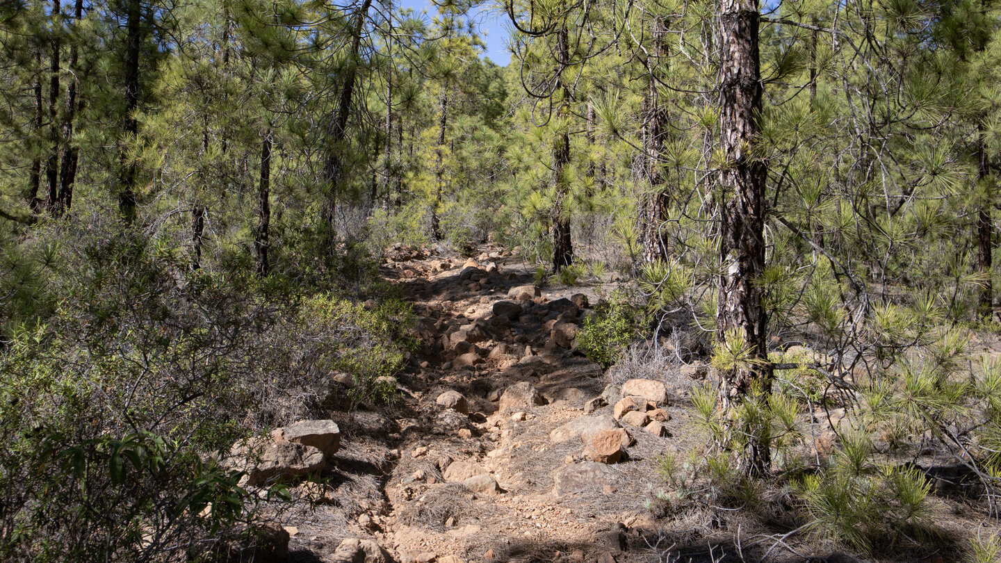 Wanderung durch den Kiefernwald bei El Aserrado Wanderung durch den Kiefernwald bei El Aserrado