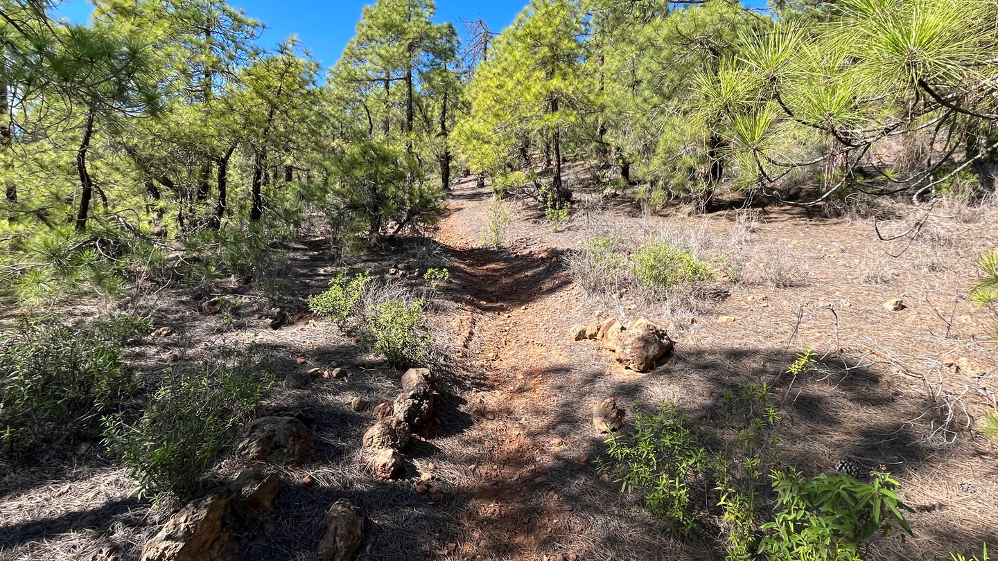 Wanderpfad durch die Corona Forestal