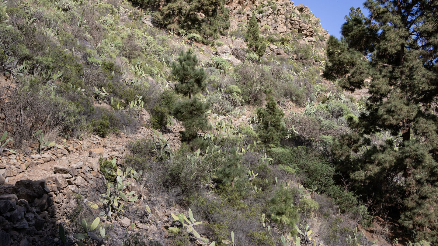 der Camiono del Molino der Camiono del Molino