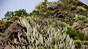 Vegetation in den Schluchten des Anaga