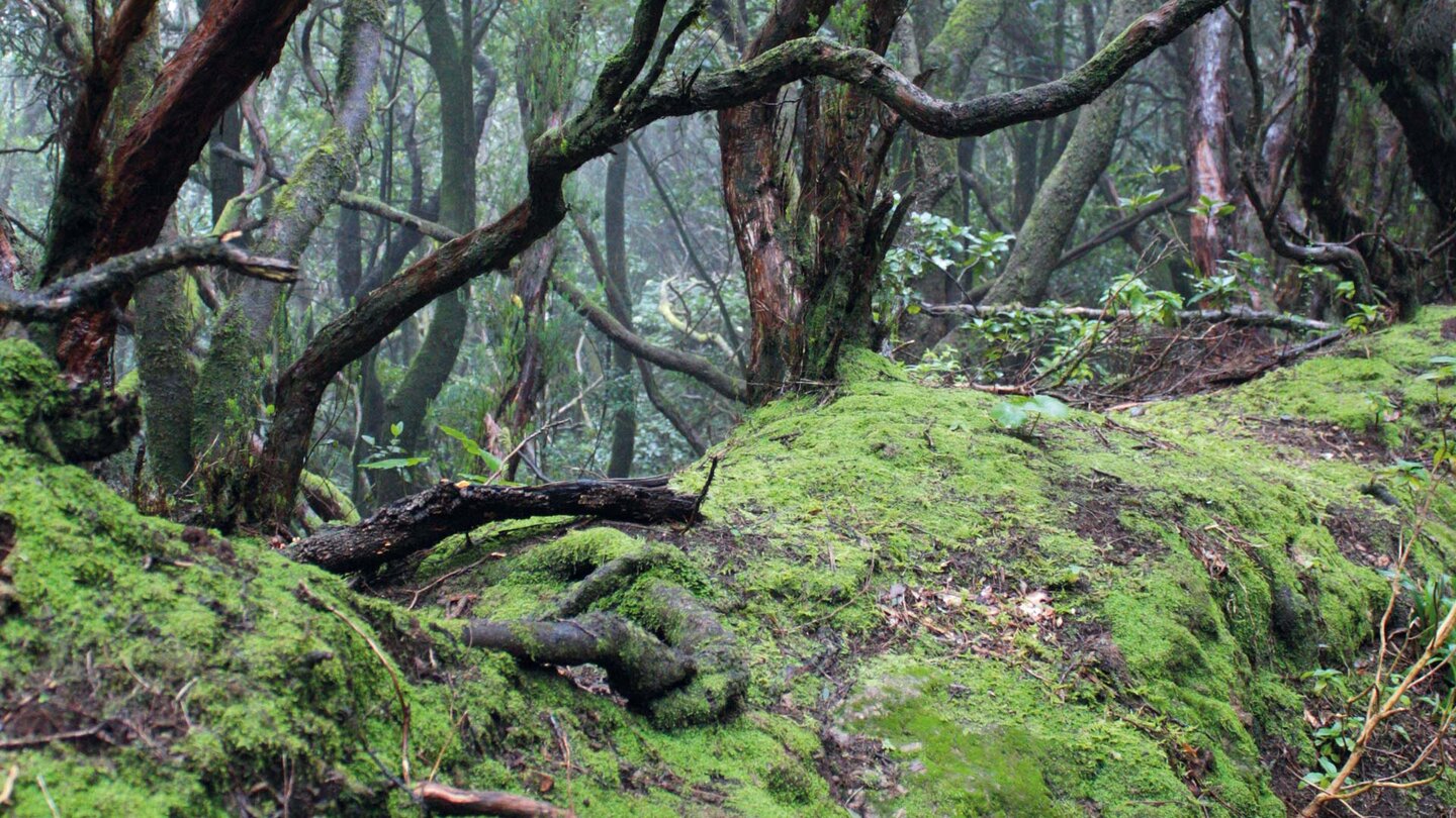 Baumheide-Buschwald beim Aufstieg zum Cruz del Dragillo