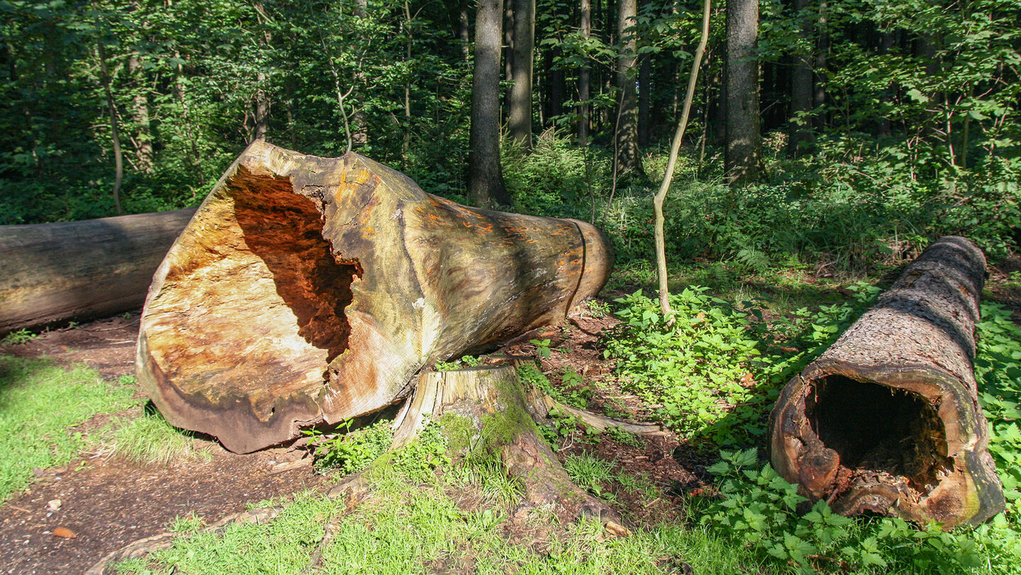 hohle Baumstämme am Wanderweg Via Naturae am Königstuhl hohle Baumstämme am Wanderweg Via Naturae am Königs