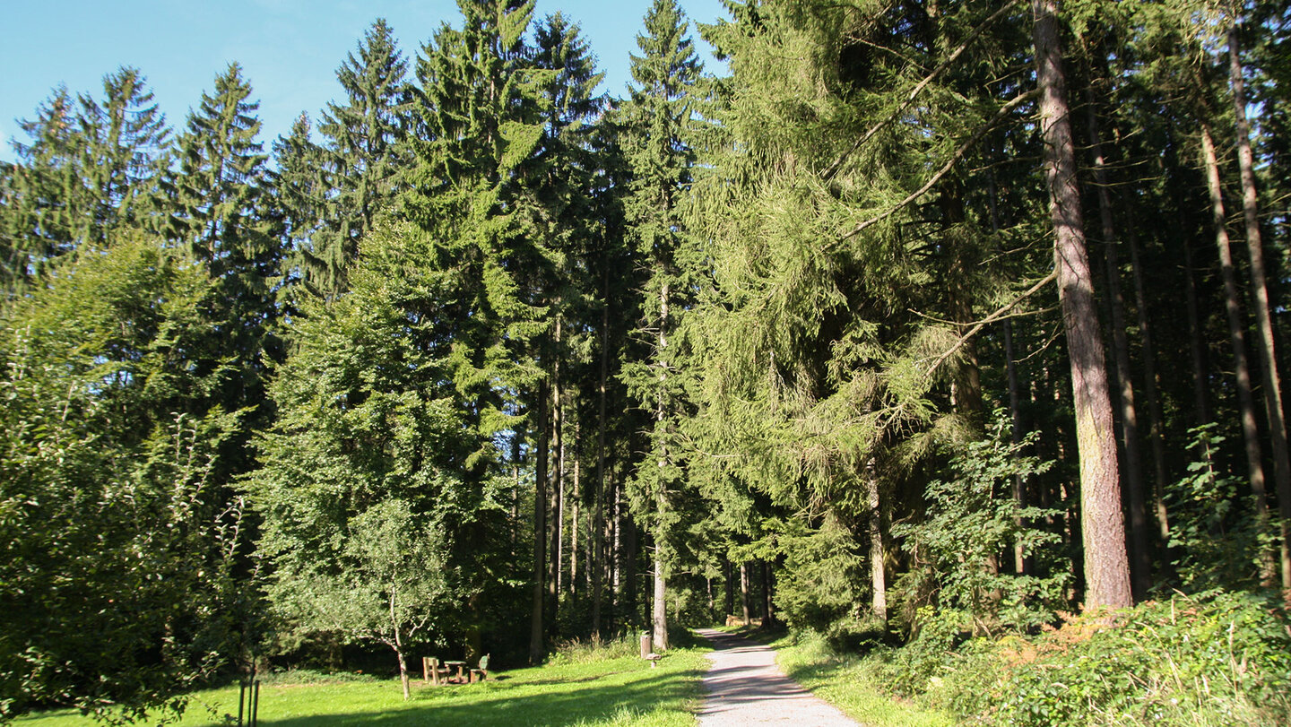 Wandimpressionen entlang der Wanderung Via Naturae am Königstuhl entlang der Wanderung Via Naturae am Königstuhl