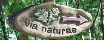 Wanderweg Via Naturae im Schonwald am Königstuhl