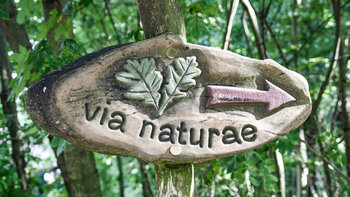 Wanderweg Via Naturae im Schonwald am Königstuhl