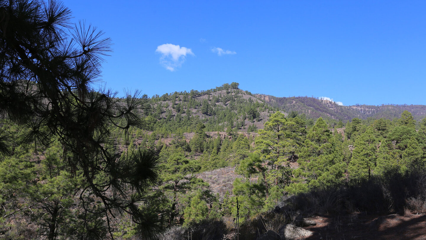 der Wanderweg PR-TF 86 führt weite Strecken durch den Kiefernwald der Corona Forestal der Wanderweg PR-TF 86 führt weite Strecken durch den Kiefernwald der Corona Forestal