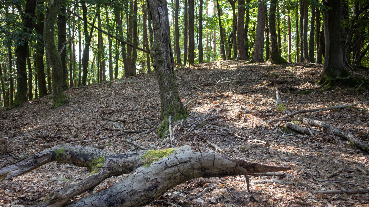 Wegloser Abschnitt im lichten Wald am Eichelberg.
