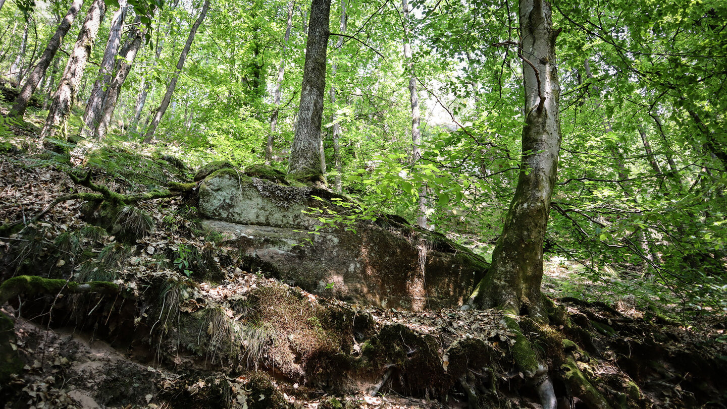 Der Pfad führt sanft durch den Laubwald am Dickenberg bergab.
