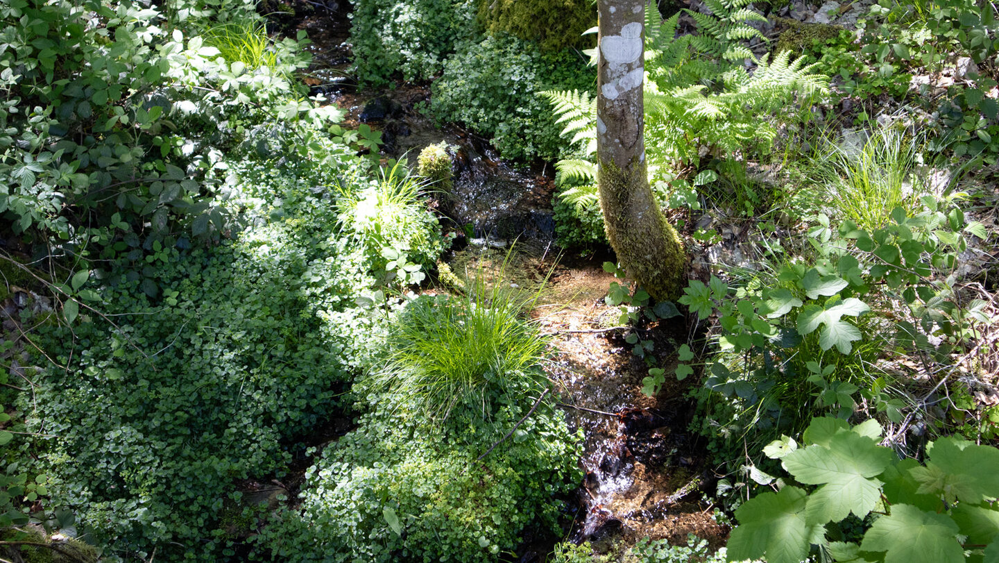 Bachlauf am Felsenweg