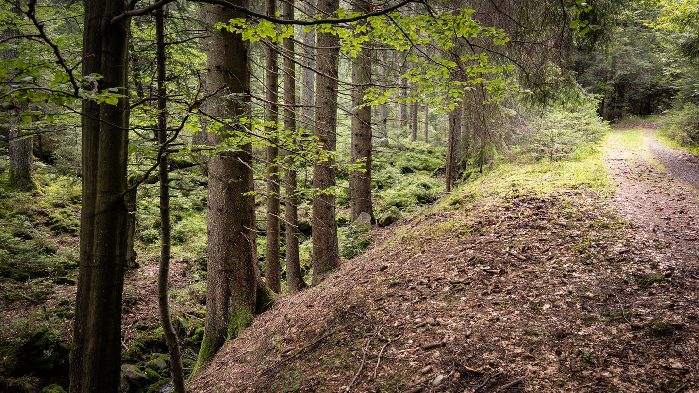 Carl-Postweiler-Weg am Rotwasser