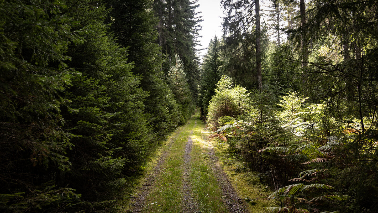Nadelwälder entlang der Grünhüttentour