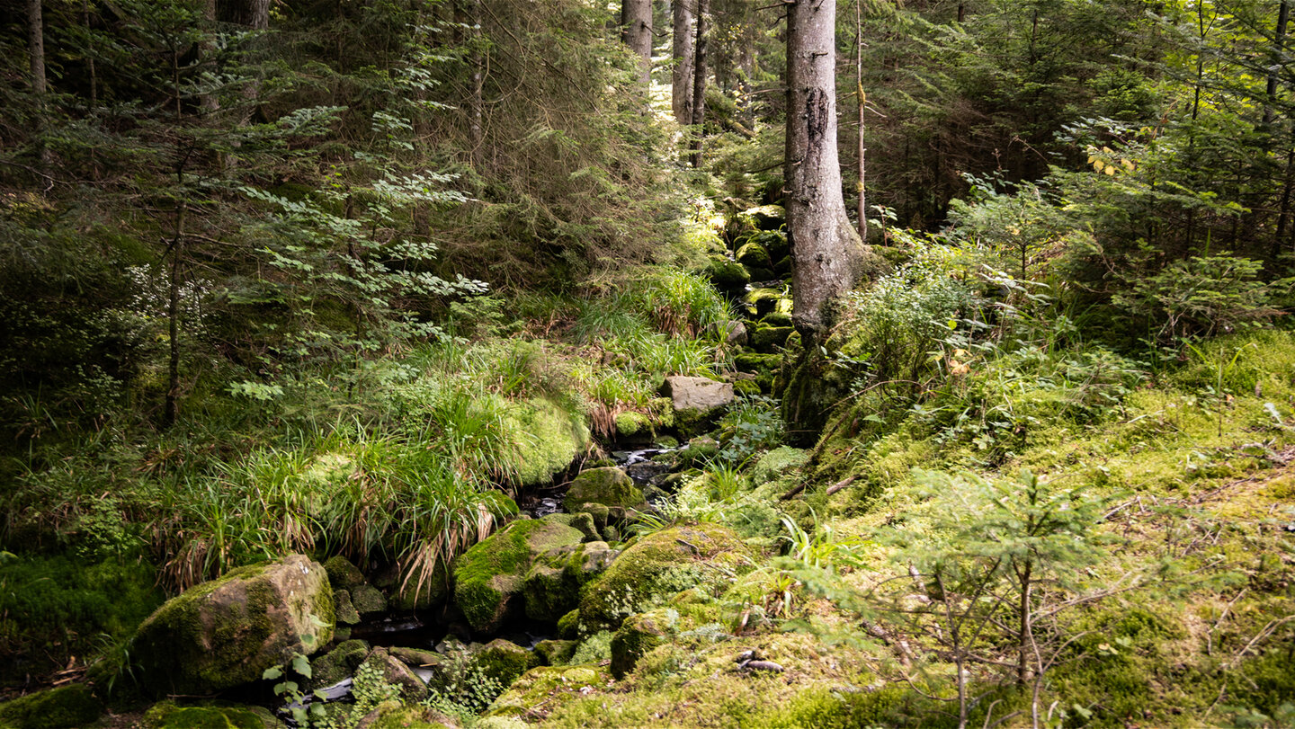 Bachlauf des Rotwasserbachs