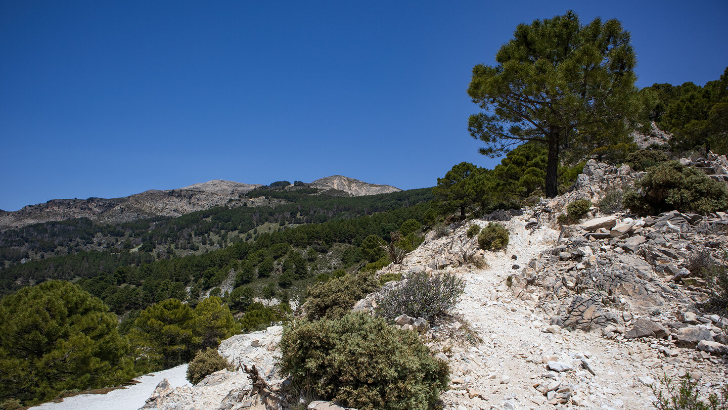 Der Aufstiegsweg zum Puerto de Cómpeta Der Aufstiegsweg zum Puerto de Cómpeta