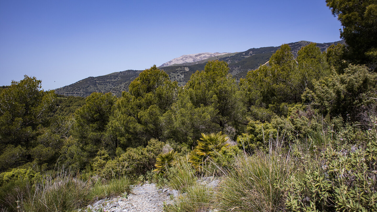 Aussicht auf dem höchsten Berg Málagas vom Wanderweg zur Fabrica de Luz bei Canillas de Albaida Aussicht auf dem höchsten Berg Málagas vom Wanderweg zur Fabrica de Luz bei Canillas de Albaida