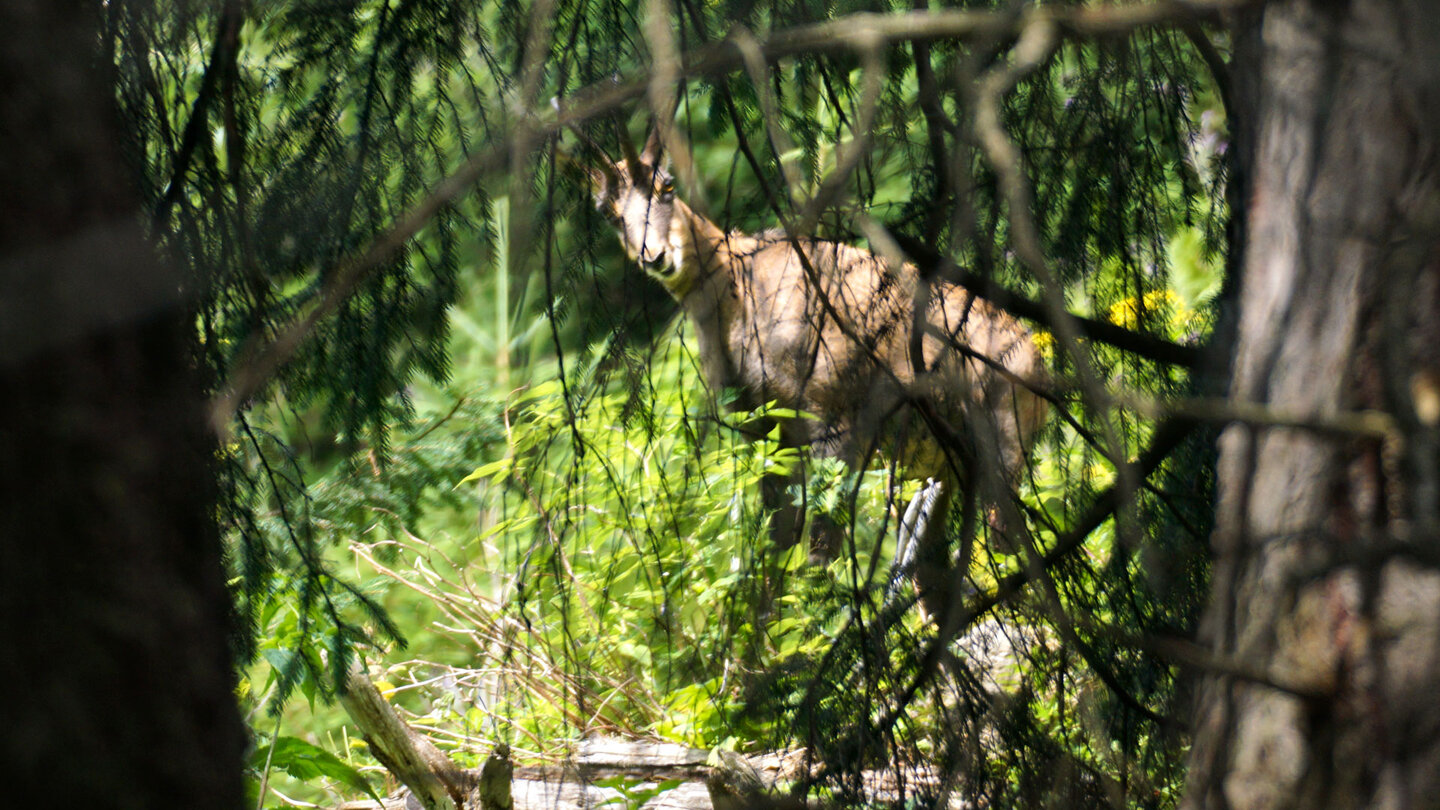 Glückspilze können manchmal eine Gämse im Dickicht neben dem Wanderweg sehen Gämse im Dickicht neben dem Wanderweg