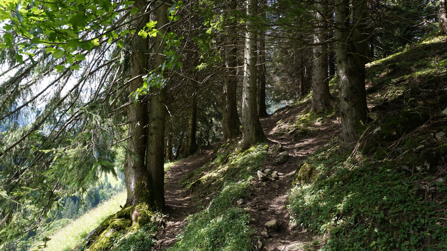 der Wanderpfad auf den Einödsberg geht in einem Waldstück weiter der Wanderpfad auf den Einödsberg geht im Wald weiter