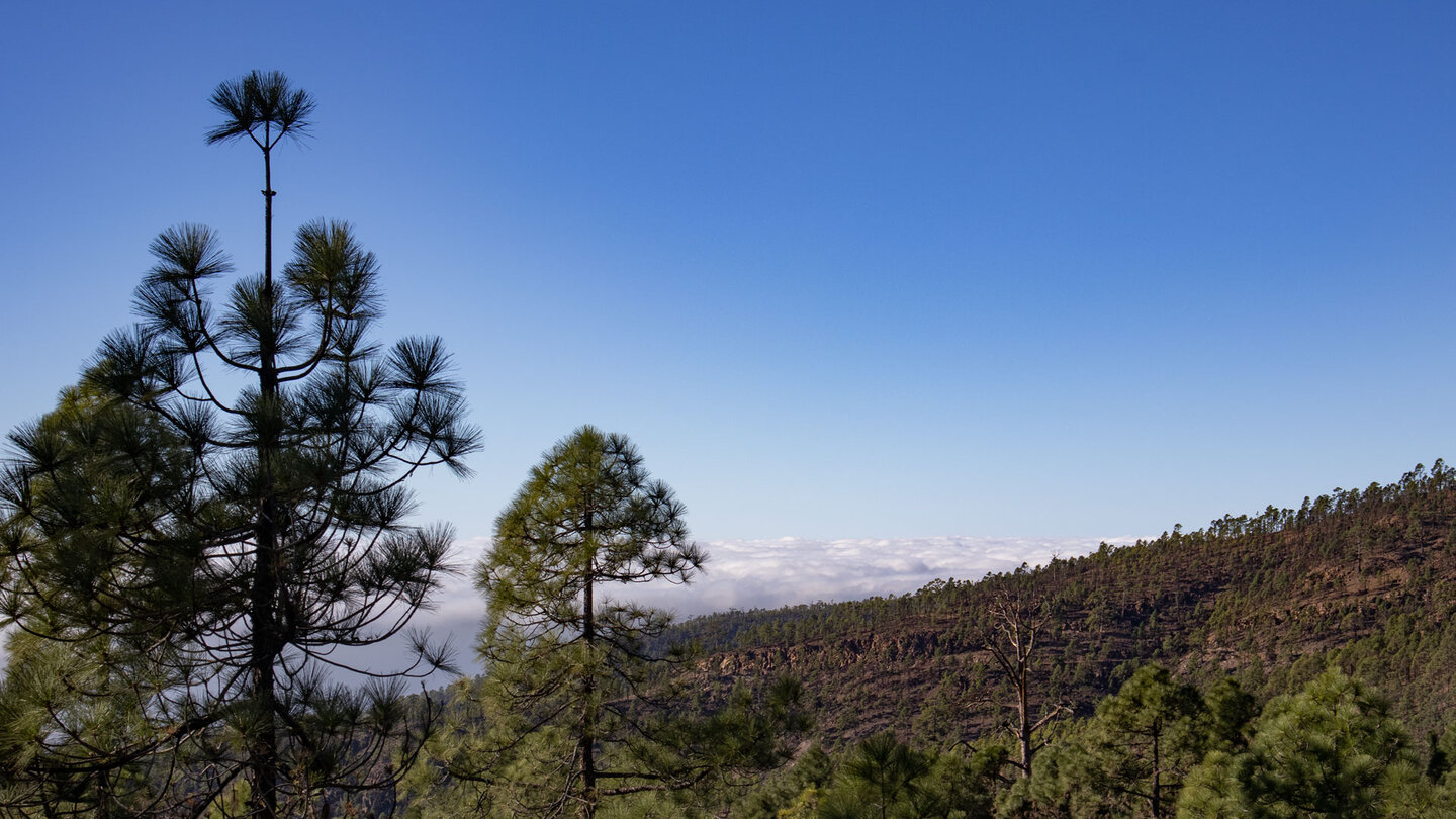 auf der Wanderung bieten sich zahlreiche Ausblicke über den Kiefernwald der Corona Forestal