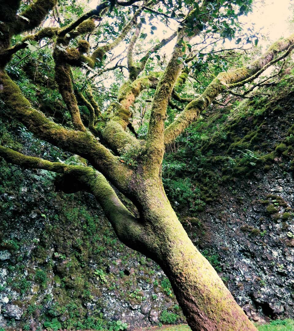 der mit Moos und Farnen bewachsene Lorbeerbaum Árbol Santo auf El Hierro der mit Moos und Farnen bewachsene Lorbeerbaum Árbol Santo auf El Hierro
