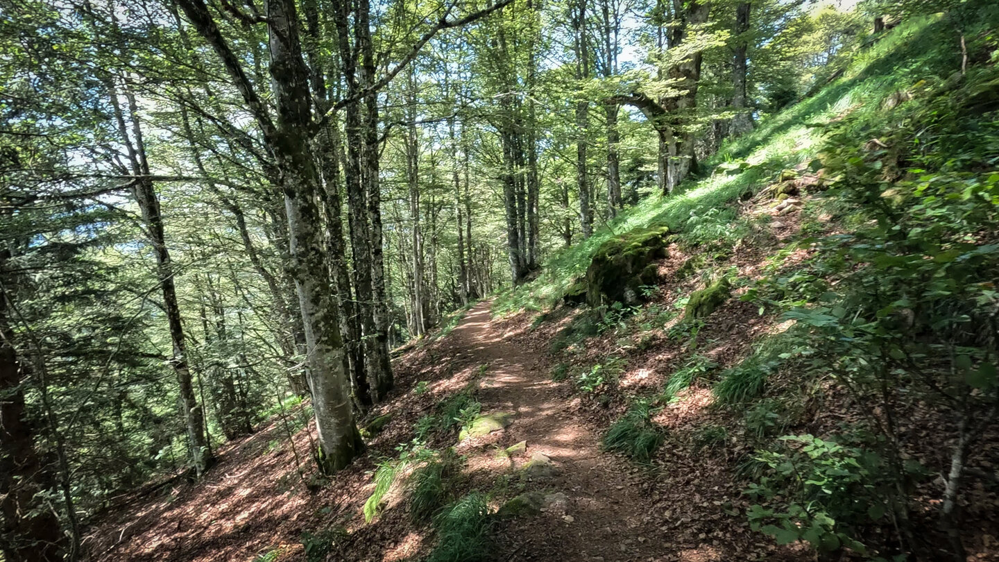 Buchenwald beim Belchen