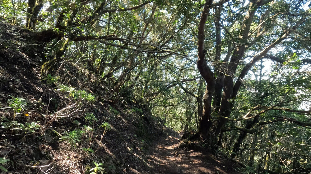 Lorbeerwald im Anaga-Gebirge auf Teneriffa