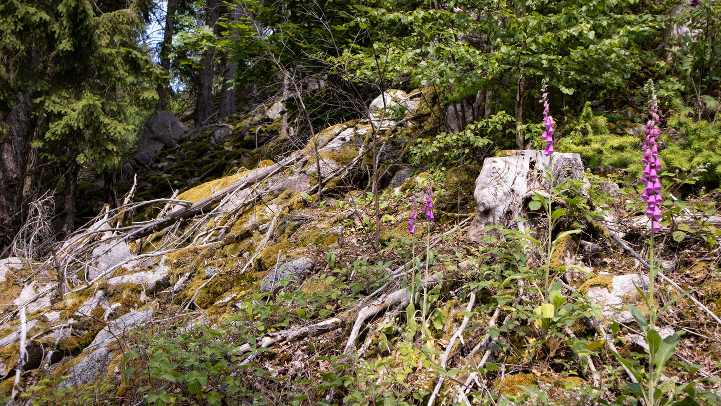 Weisenbacher Steig rechts der Murg