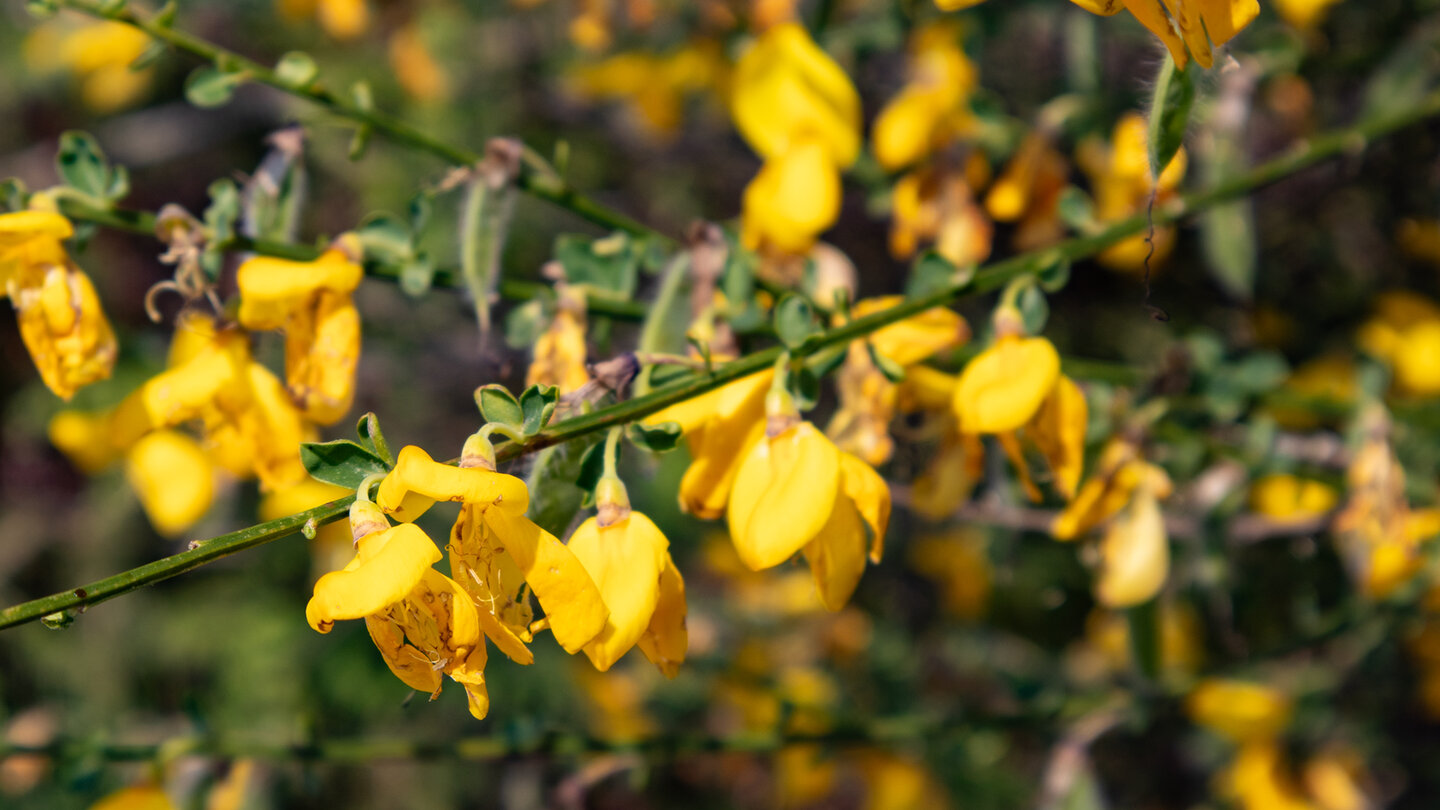 Ginsterblüte