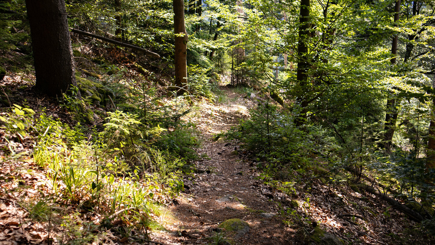 Wanderpfad am Weisenbacher Steig