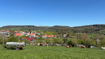Blick auf eine Kuhweide bei Gersfeld