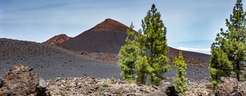 Wanderung zum schwarz-rot-gefärbten Vulkan Chinyero