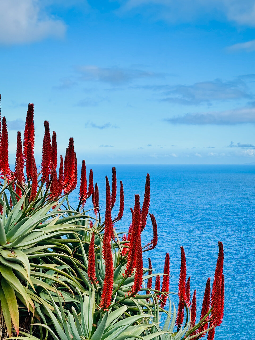 blühende Agaven am Aussichtspunkt Quinta do Furão auf Madeira blühende Agaven am Aussichtspunkt Quinta do Furão