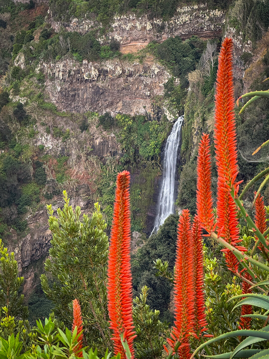 blühende Agaven mit Wasserfall im Hintergrund am Aussichtspunkt Quinta do Furão auf Madeira blühende Agaven mit Wasserfall im Hintergrund am Aussichtspunkt Quinta do Furão