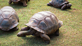 Aldabra Riesenschildkröten auf Mauritius können über 100 Jahre alt werden