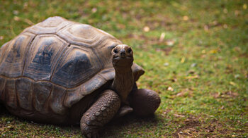 Aldabra Riesenschildkröten auf Mauritius