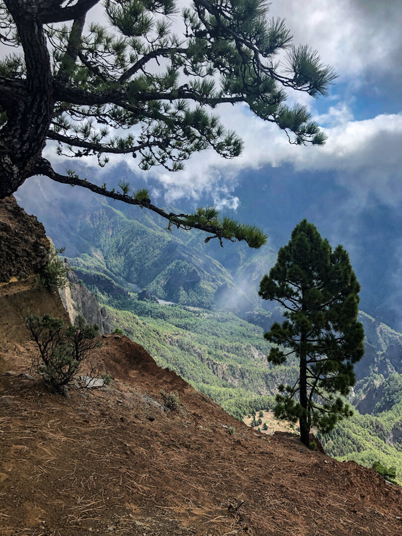 Ausblick durch Kiefernwald in die Caldera de Taburiente