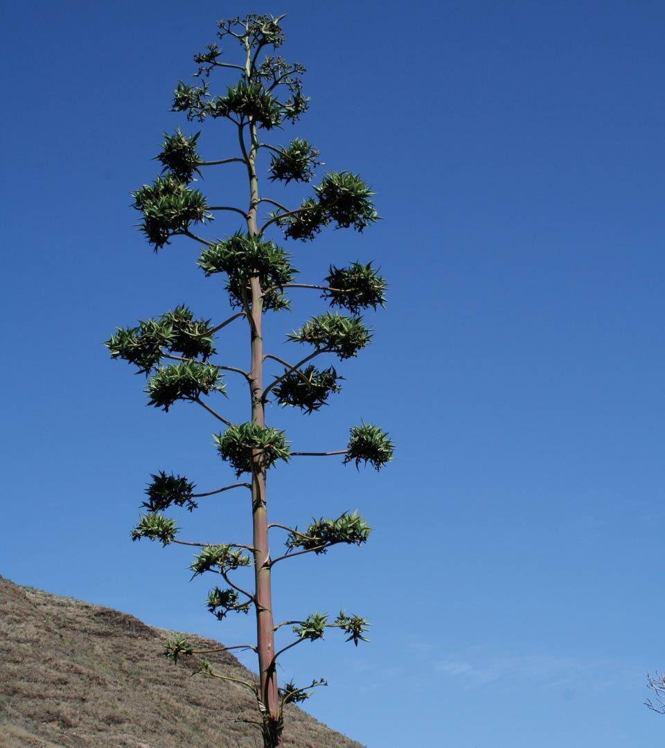 eine Amerikanische Agave bei Tabayesco auf Lanzarote