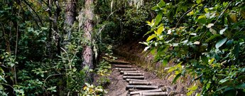 Holzstufen auf der Wanderung im Barranco de las Madres