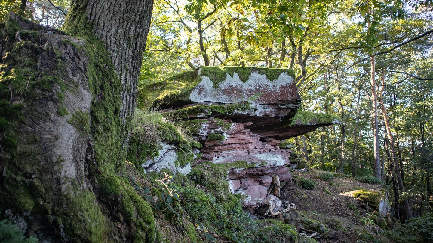 Bundsandsteinformationen im Pfälzerwald