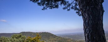 Ausblick zur Madenburg auf dem Rothenberg