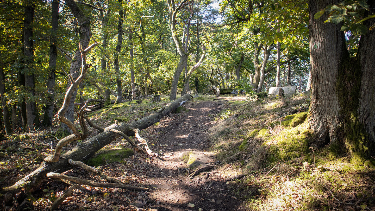 Kammwanderweg bei Klingenmünster
