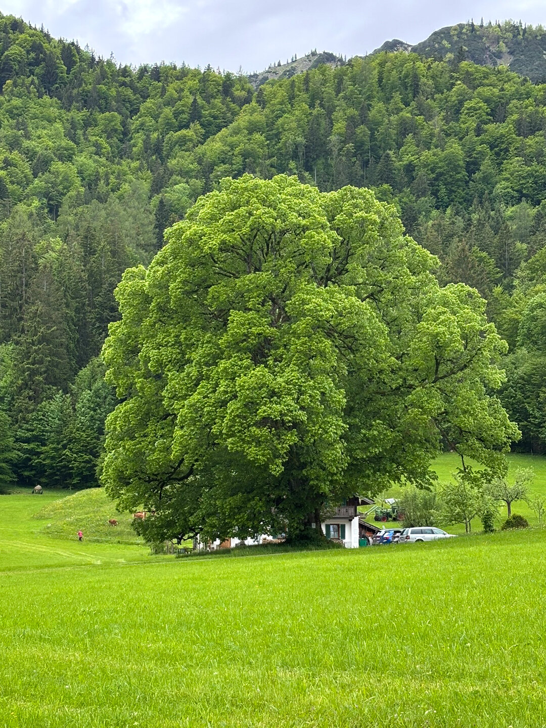 alter Baum im Josefstal