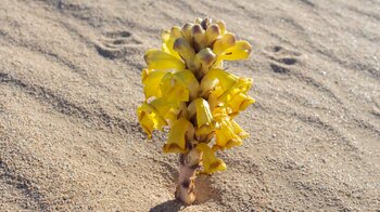 Gelbe Cistanche (Cistanche phelypaea) in der Sandwüste El Jable
